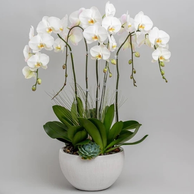 orchid delivery antalya